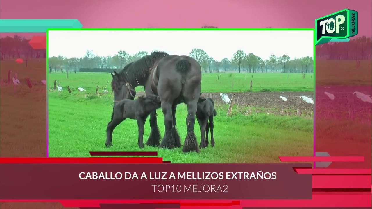 Filmaron a Caballo que da a Luz a Mellizos extraños al ver e video los expertos quedaron sin