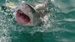 'Shark Week': A Brief History of the Summertime TV Staple