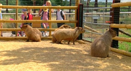 GOODLINES: July 19th 2018