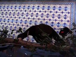 Mission Impossible (1966) S04E15  The Falcon (2)