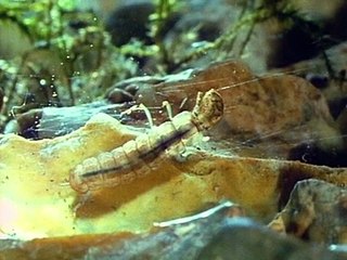 Bbc The Living Planet 08of12 Sweet Fresh Water