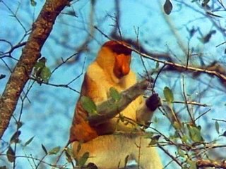 Bbc The Living Planet 09of12 The Margins Of The Land