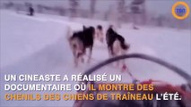 Le triste destin des chiens de traîneau en été...