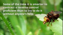 Termite pest control company Dubai - Al Jazeerah