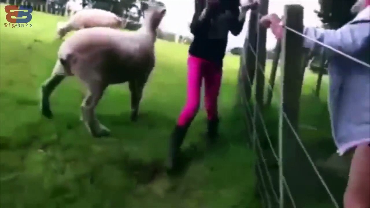 ataques de corderos cabras y ovejas ☻vas a expl...
