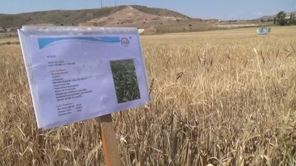 Türkiye'nin Buğday Ambarında Hasat Başladı