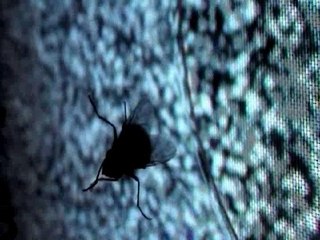 Biomechanical Landscape