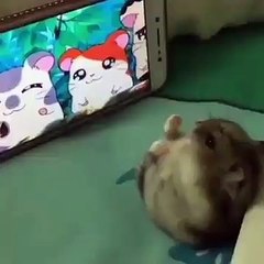 Koreli sincap Kore draması izliyor :D