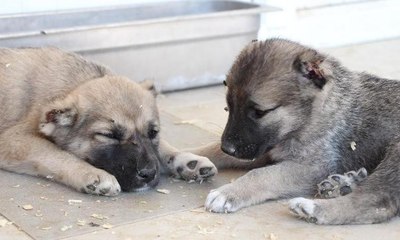 Eskişehir'de vahşet: Köpek yavrularının kulaklarını kestiler
