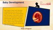 Pregnancy Week By Week | 6 Weeks Pregnant | Pregnancy Stages & Fetal Development