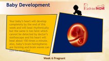 Pregnancy Week By Week | 6 Weeks Pregnant | Pregnancy Stages & Fetal Development