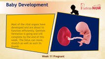 Pregnancy Week By Week | 11 Weeks Pregnant | Pregnancy Stages & Fetal Development
