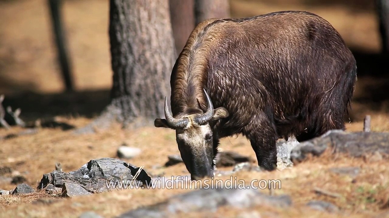 Bhutan Takin Budorcas taxicolor whitei national...