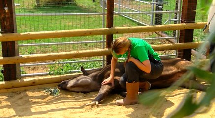 New Animals at Noah's Ark