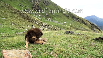 Every dog has his day  and these Bhutia Himalayan sheep dogs are having theirs