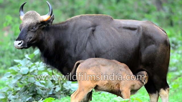 Gaur young one suckles mother milk from Indian Bison mother - the largest bovine in the world