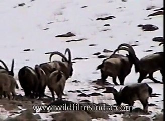 Himalayan Ibex in a high altitude valley floor  Ladakh
