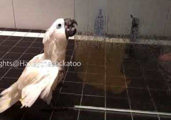 Cockatoo Cleanses in Shower Before Resuming 'World Domination'