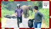 Elephants attacks human in Indian forest - Animal attacks human - Animals attack video