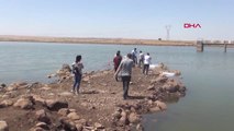 Şırnak Dicle Nehri ve Dirsekli Göletine 90 Bin Yavru Sazan Bırakıldı Hd