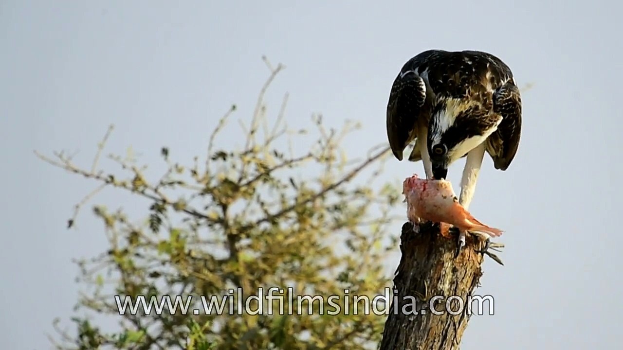 Osprey eagle consumes its fishy catch- rare view