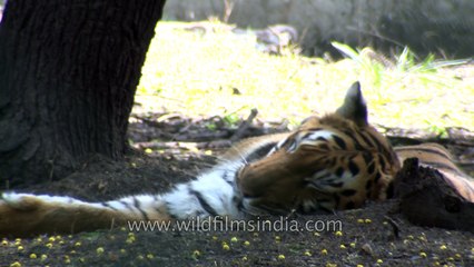 Tiger in Indore Zoo - Madhya Pradesh