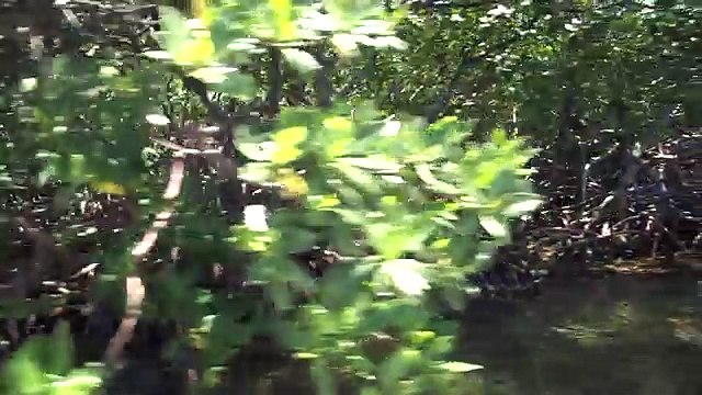 Sight Fishing for BONEFISH & PERMIT on the flats of Roatan
