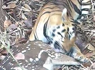 Tiger tearing deer apart
