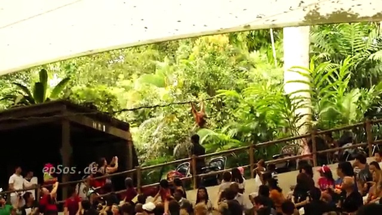 Funny Animal Show in Singapore Zoo.