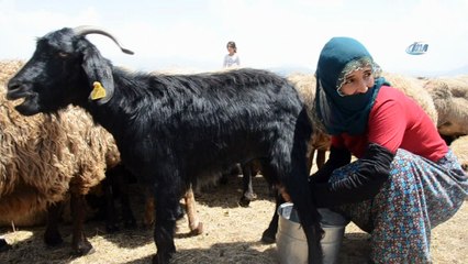 Yaz tatilinde süt sağım mesaisi