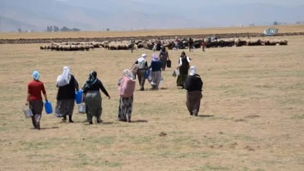 Yaz Tatilinde Süt Sağım Mesaisi