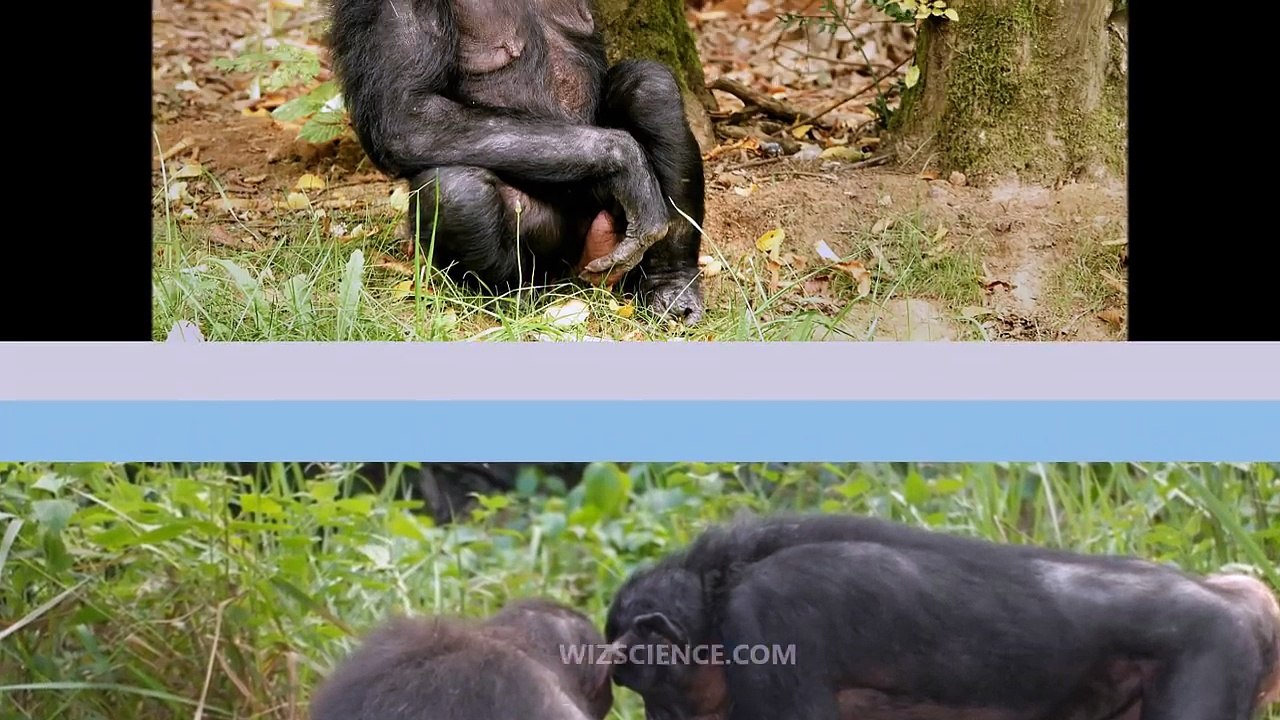 Bonobo - Video Learning - WizScience.com