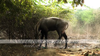 Nilgai of Adhchini - The Blue Cows of Half sugar