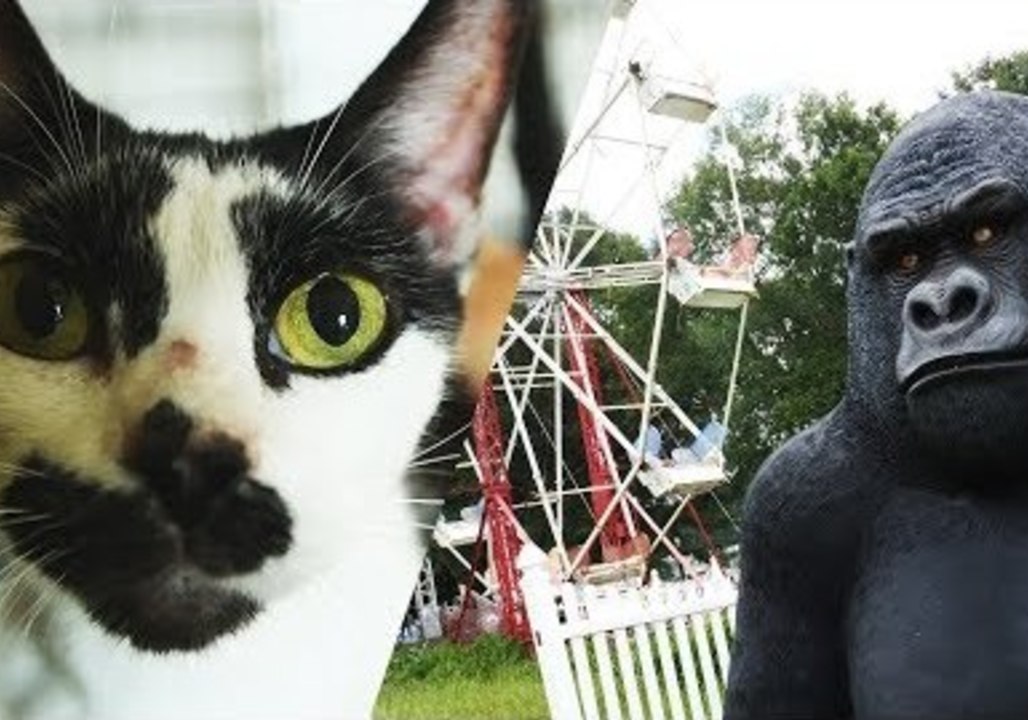 Humane Society Rescues Dozens of Dogs and Cats From 'Carnival' Property