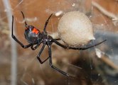 Une araignée femelle capture une araignée male après s’être accouplée. Incroyable