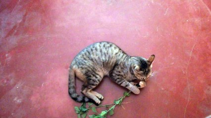 Funny cat says I love plants.