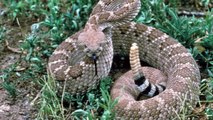 10 Most Dangerous Snakes In The World