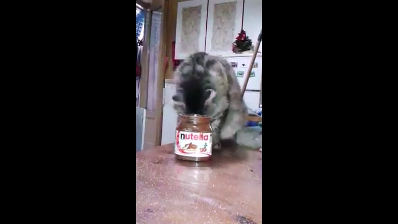 Oui les chats aiment le nutella