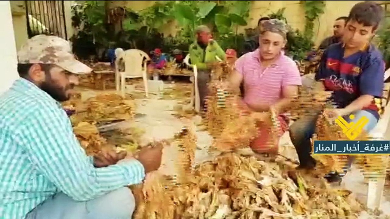 موسم مبشر للتبغ في عكار والمزارعون عاتبون
