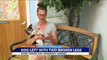 Abandoned Dog Was Forced to Walk With Broken Legs for Months