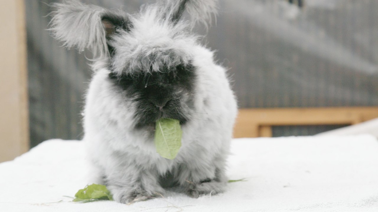 The Fluffy Rabbit Wrangler (BROKEN)