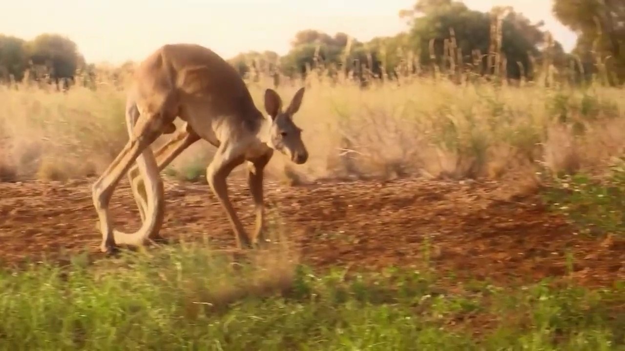 Nat Geo Wild Animals - Extremely Rare Footage of King Kangaroo