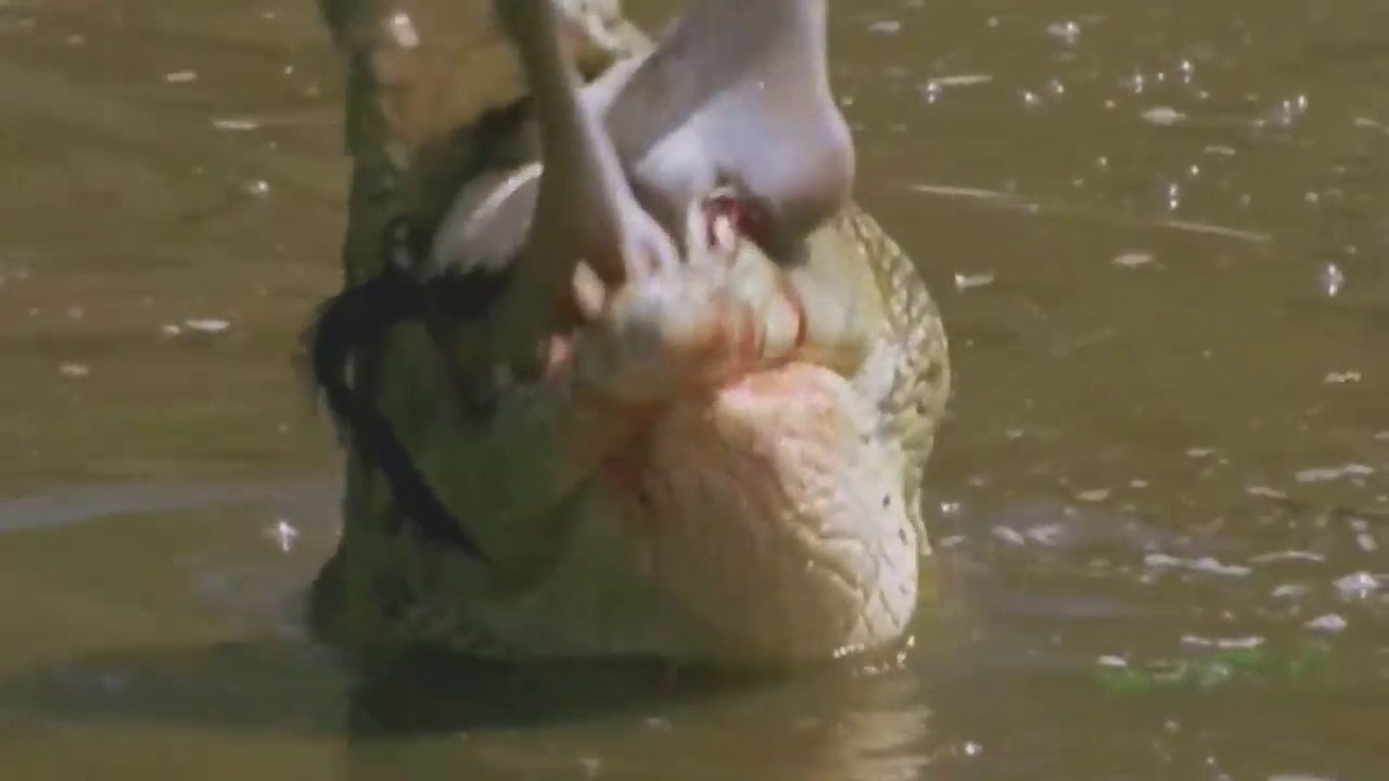 The Most Dangerous Predators In The Wild - Nat Geo Wild Animals 1