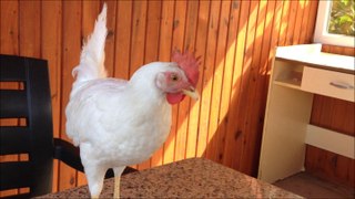 Brave Chicken on the Table