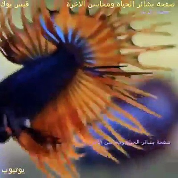 This Fighter fish is so Beautiful