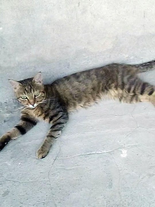 The cat rests