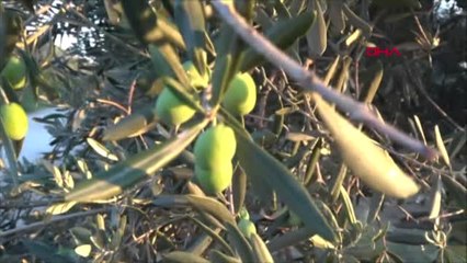 Balıkesir Zeytin Üreticilerine Akademik Eğitim