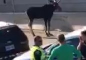 Moose Euthanized After Wandering Onto Ottawa Highway During Rush Hour