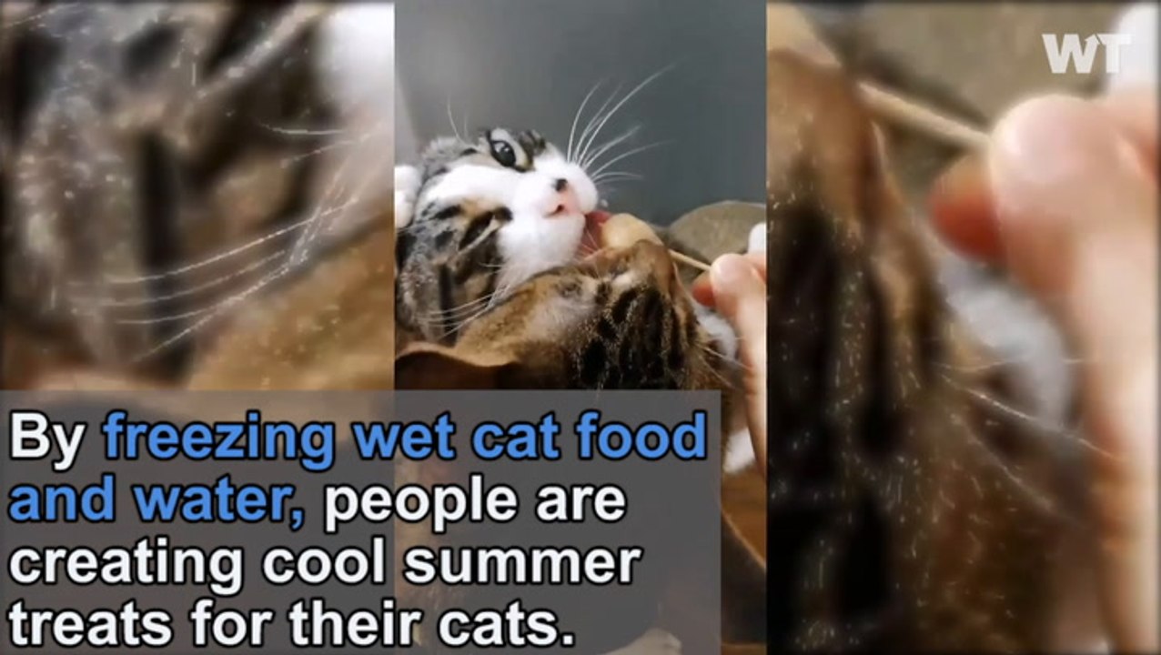 Ice Cream For Cats?!