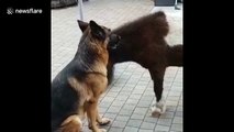 German shepherd rejects Shetland pony’s affection